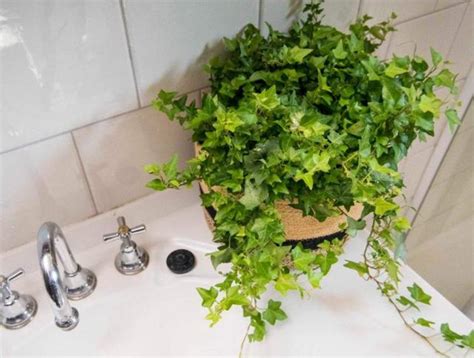 適合放在浴室的植物 銅葫蘆擺放